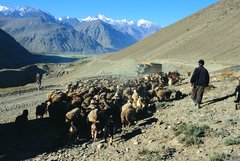 Hirt mit Schafen auf dem Pamir-Highway