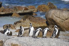Mehrere Pinguine stehen auf einem Stein am Meer in Südafrika