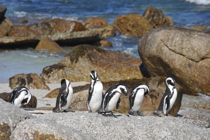 Mehrere Pinguine stehen auf einem Stein am Meer in Südafrika