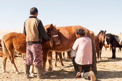 Mongolische Frau mit Kind melkt eine Stute 