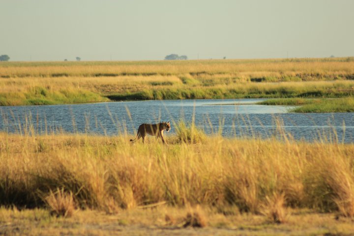 Löwin im Chobe-Nationalpark