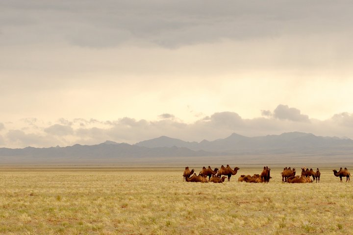 Wüste Gobi in der Mongolei