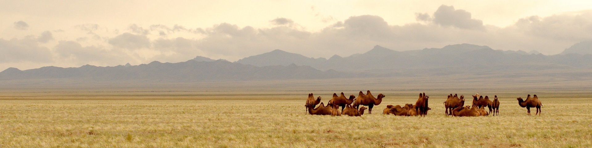 Wüste Gobi in der Mongolei