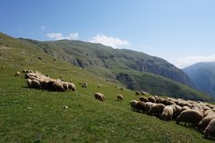 Grosse Schafherde an den Hängen des Grossen Kaukasus in Aserbaidschan