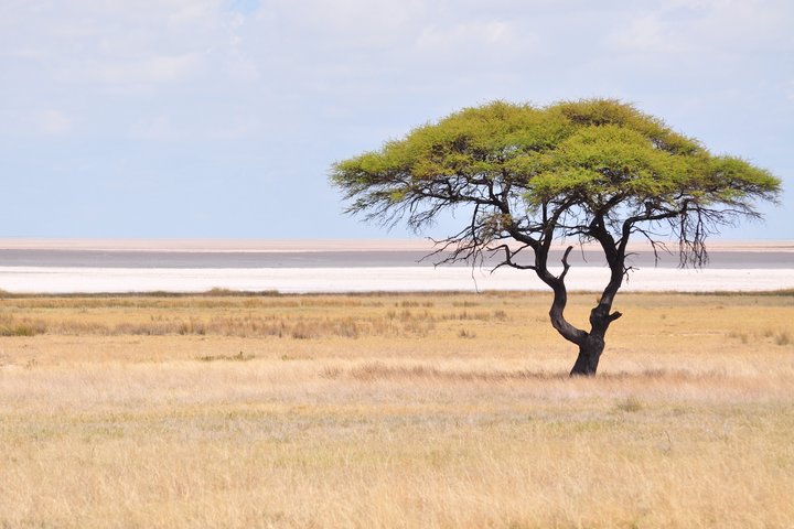 Ein einzelner Baum steht in der Savanne von Namibia