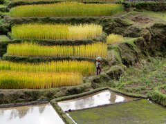 Terrassierte Reisfelder auf Madagaskar