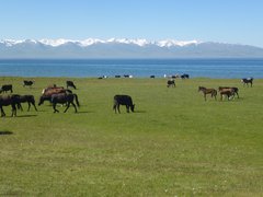 Viele Pferde und Kühe grasen auf den saftigen Weiden am See Son Köl