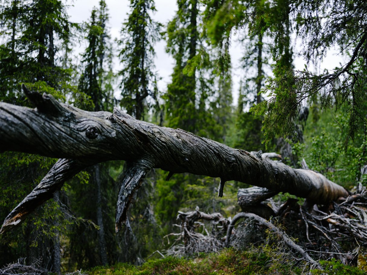 Umgekippter, verdrehter Baumstamm in einem Wald in Lappland