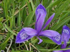 Blumenpracht auf der Wanderung
