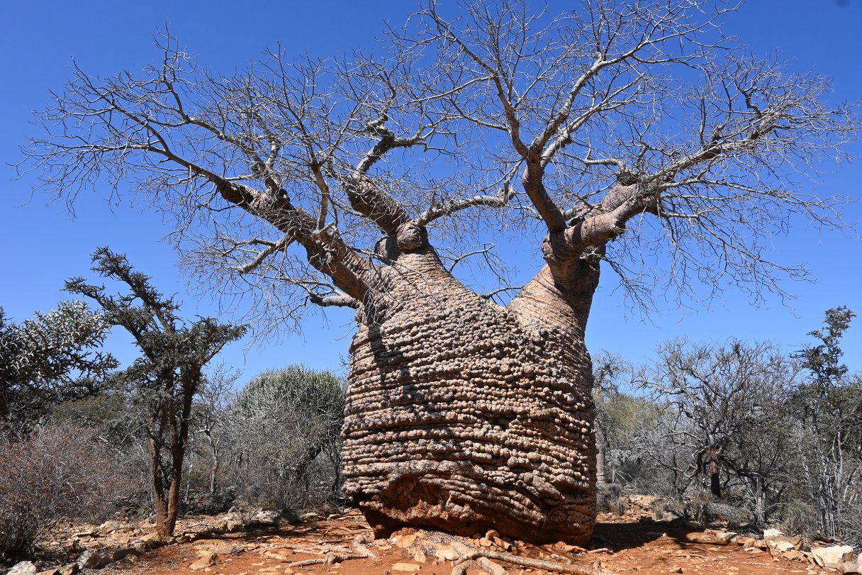 Baobab