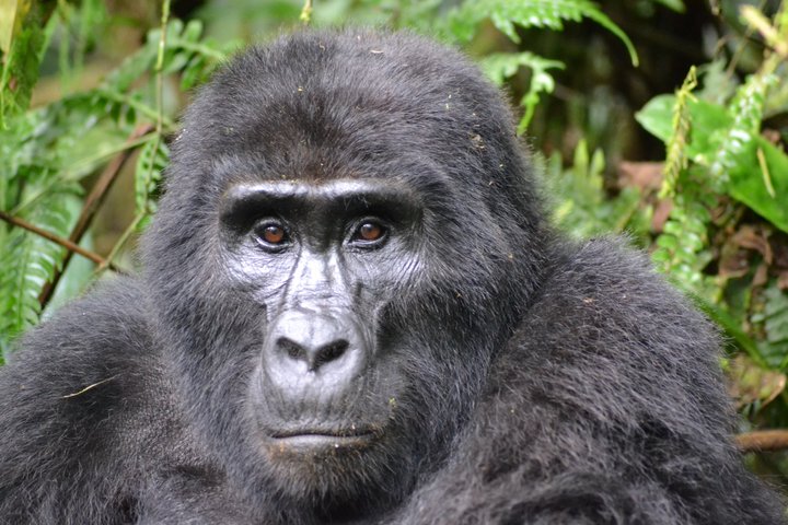 Portät eines Berggorillas in Uganda