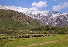 Grosse Ziegenherde auf einer Weide im Chimgan-Gebirge