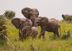 Elefanten im Murchison Falls Nationalpark