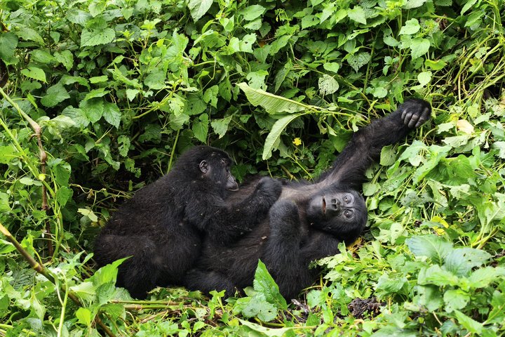 Zwei Berggorillas im Dschungel von Uganda