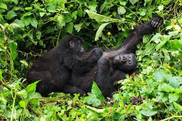 Gorillas Zwei Berggorillas im Dschungel von Uganda