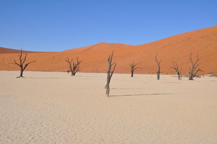 Einsame Baumgerippe im Sand der Namib-Wüste