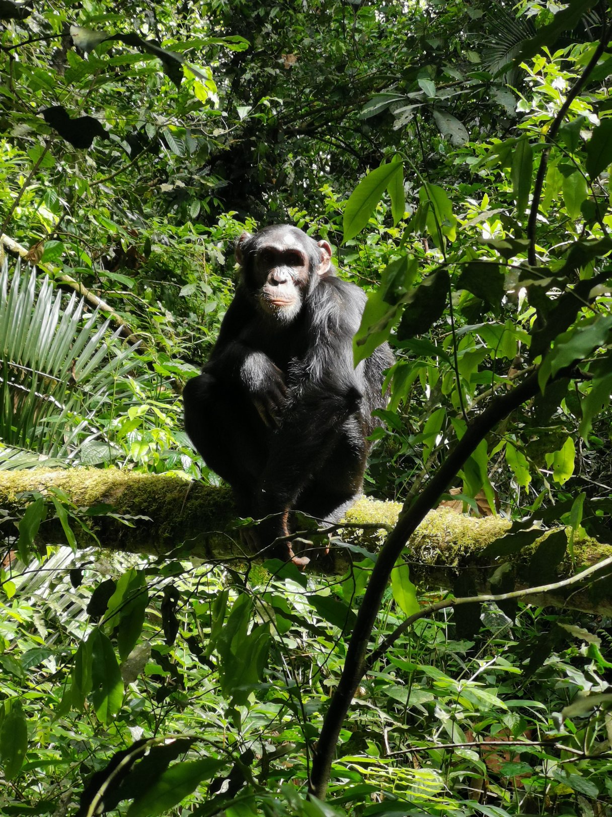 Schimpanse auf Baum im Urwald.