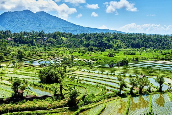 Reisfelder bei Candidasa auf Bali
