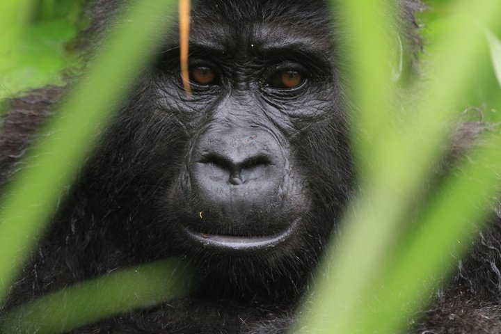 Gesicht eines Gorillas in Uganda