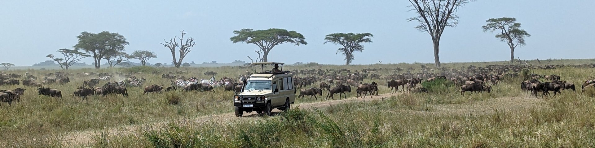Safarifahrzeug im Serengeti NP