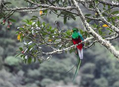 Bunt gefiederter Vogel Quetzal in Costa Rica