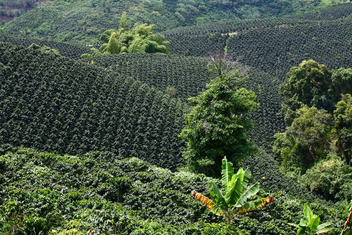 Typische Kaffee-Plantage in Kolumbien