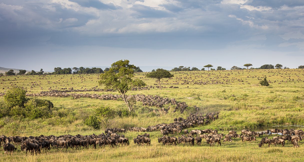 Gnu-Herden durchstreifen die Serengeti während der Great Migration