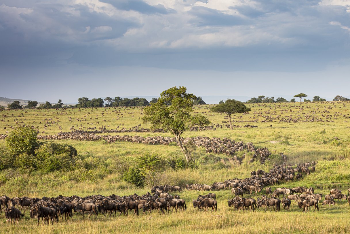 Gnu-Herden durchstreifen die Serengeti während der Great Migration