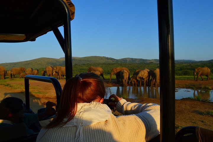 Frau fotografiert Elefanten vom Safari-Fahrzeug in Südafrika