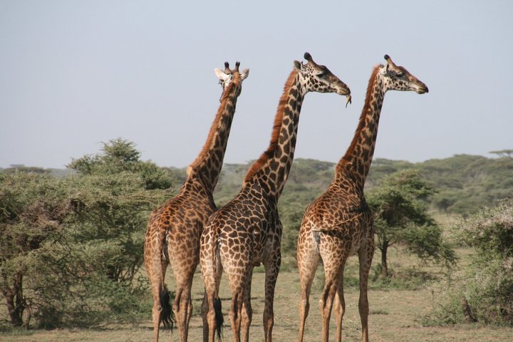 3 Giraffen im Nationalpark