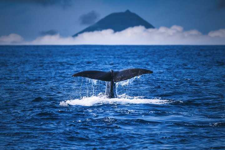 Walflosse im blauen Meer mit BErg Pico im Hintergrund