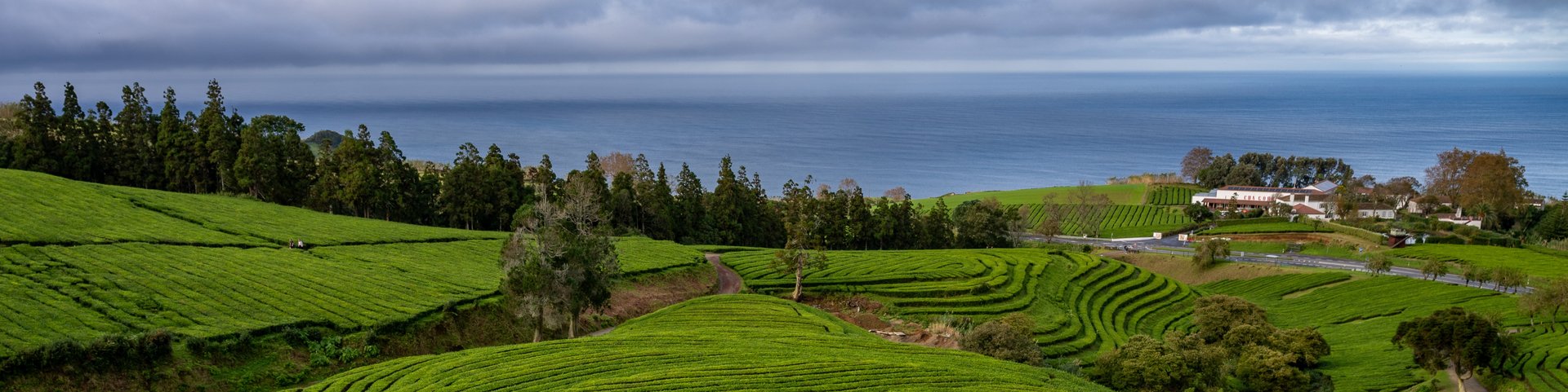 Teeplantage Cha Gorreana Teeplantage Cha Gorreana