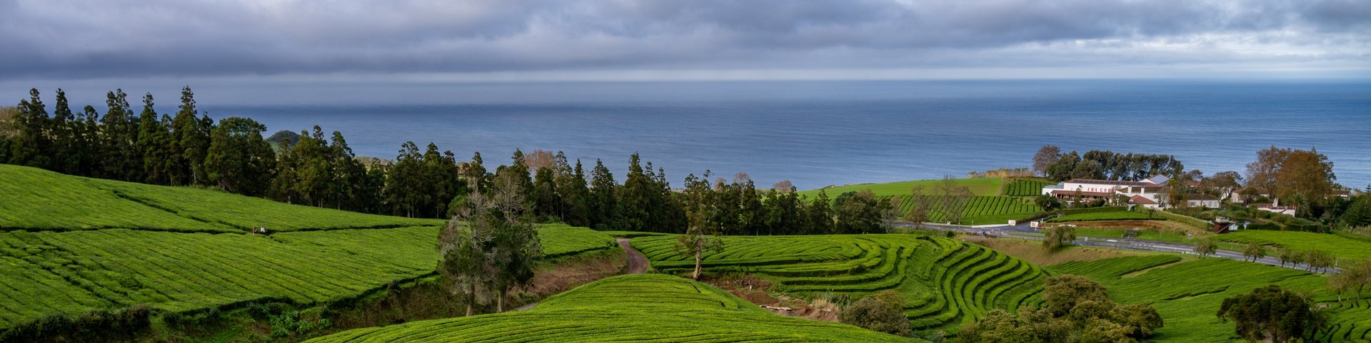 Teeplantage Cha Gorreana Teeplantage Cha Gorreana