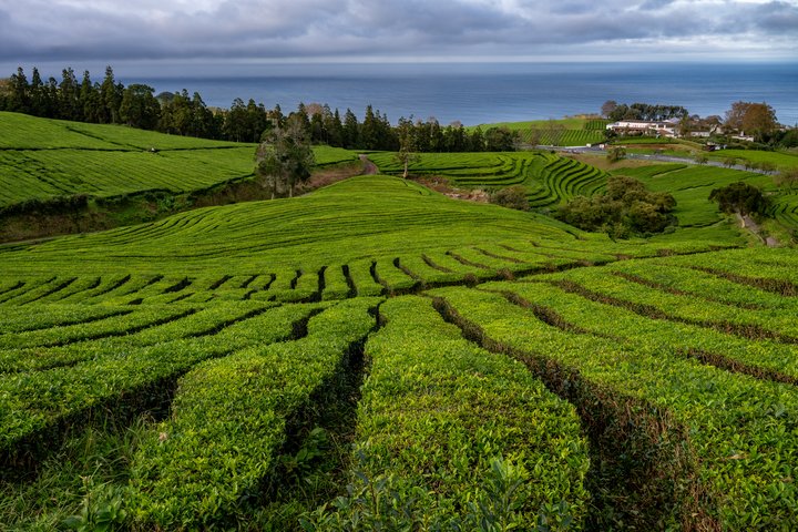 Teeplantage Cha Gorreana