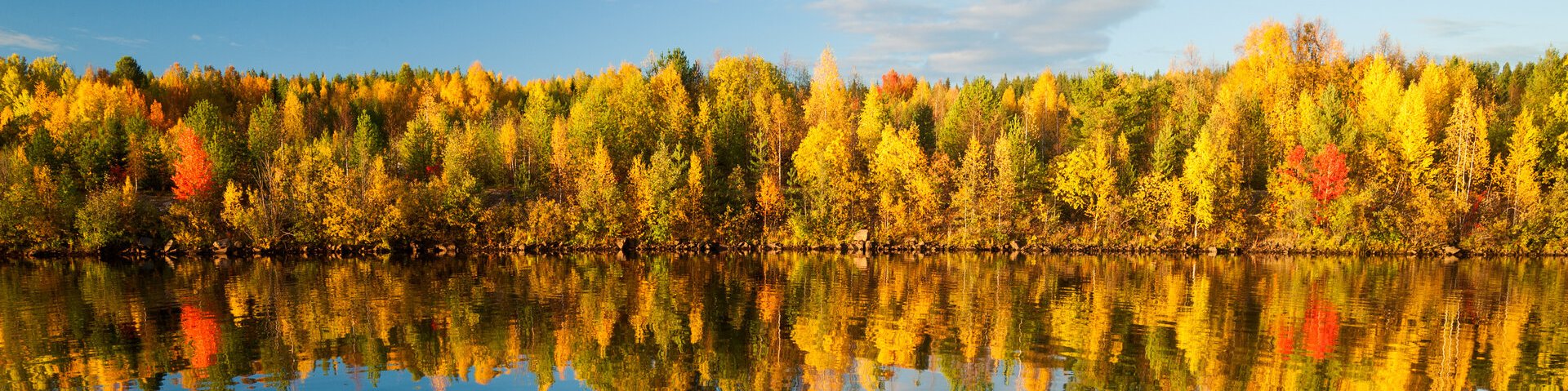 Farbenfroher Herbstwald an einem See in Lappland