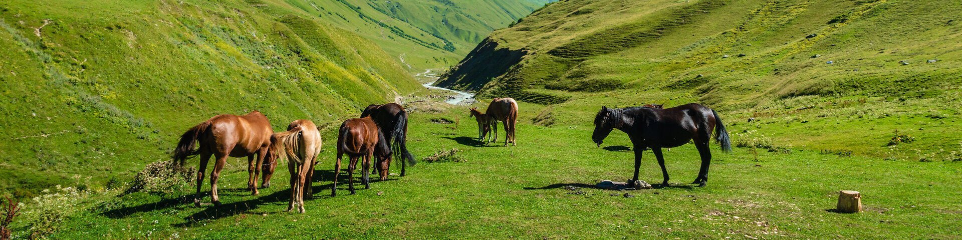 Pferde in der Bergwelt Swanetiens