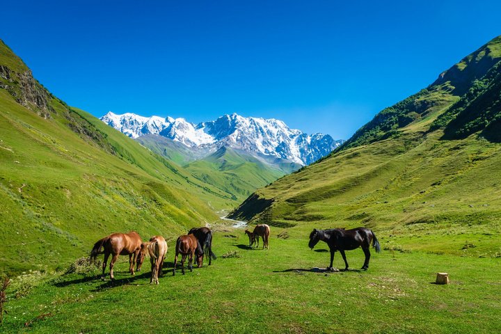 Pferde in der Bergwelt Swanetiens