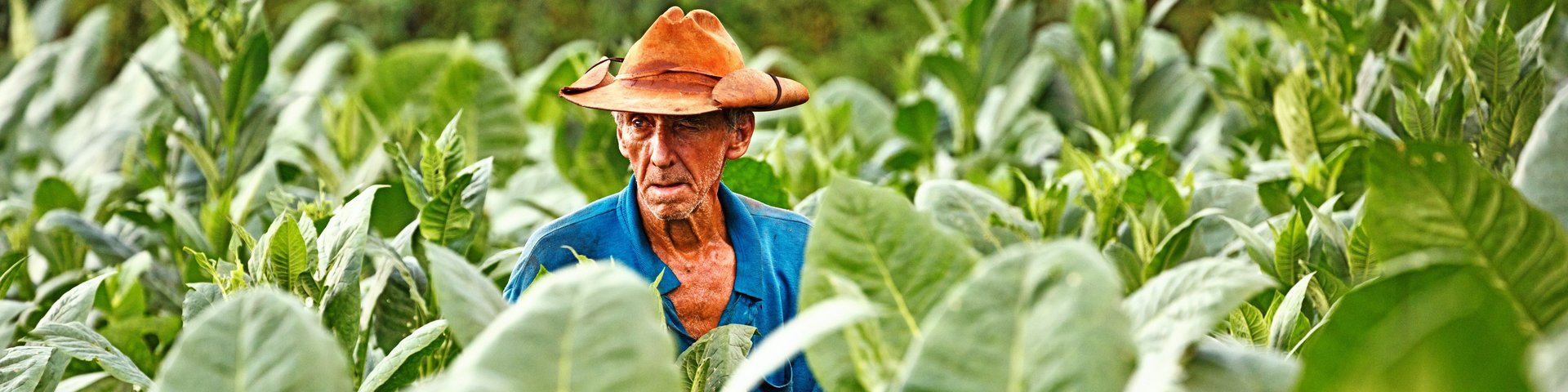 Kubanischer Bauer erntet Tabak auf seinem Feld auf Kuba