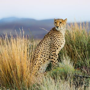 Leserreise: Malerische Westküste und unbekanntes Südafrika