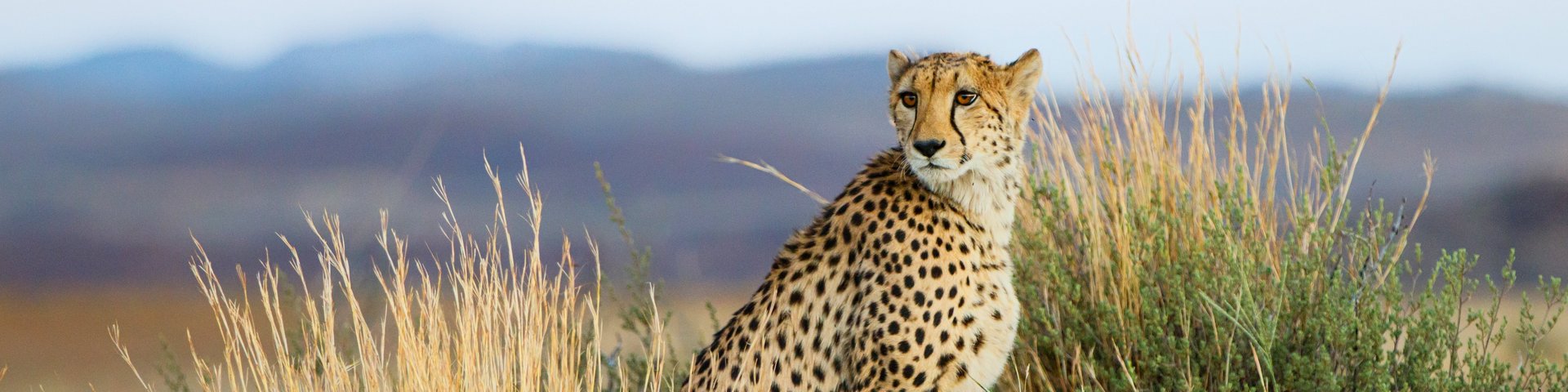 Gepard in Südafrika Gepard im gelben Gras