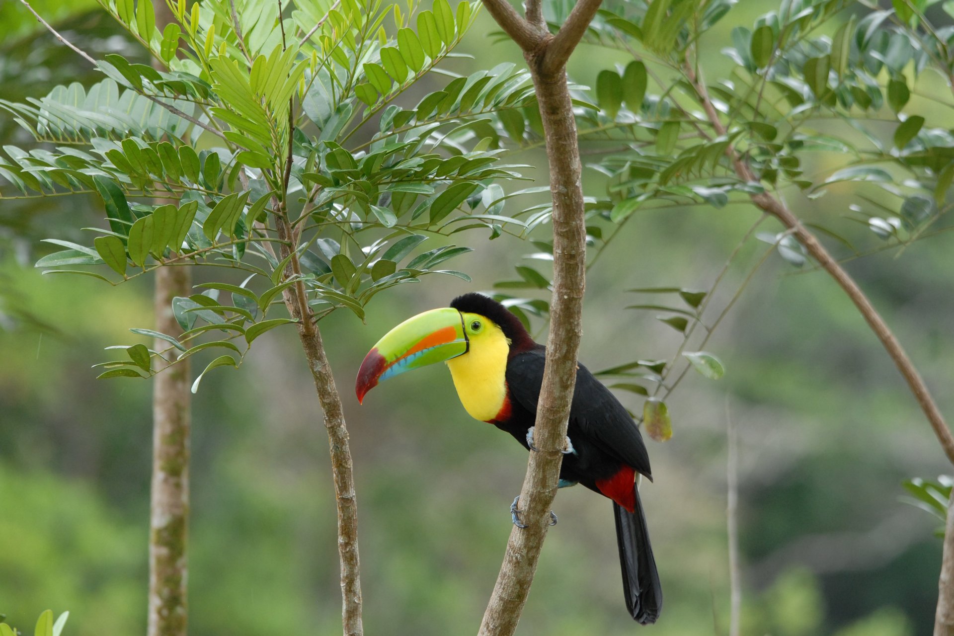 Natur & Kultur aktiv Costa Rica: Naturparadies