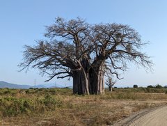 Baobab in Tansania