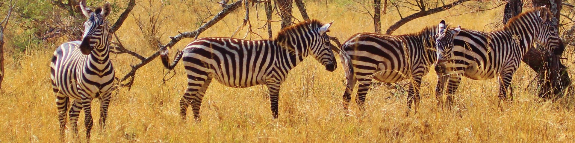 Eine Gruppe Zebras stehen im dürren Gras in Tansania
