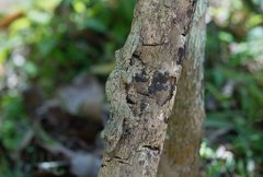 Getarnter Blattschwanzgecko