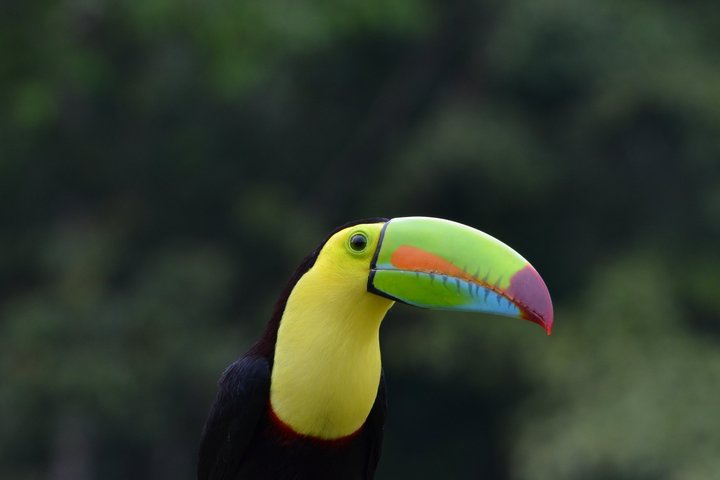 Farbenfroher Tucan in Costa Rica