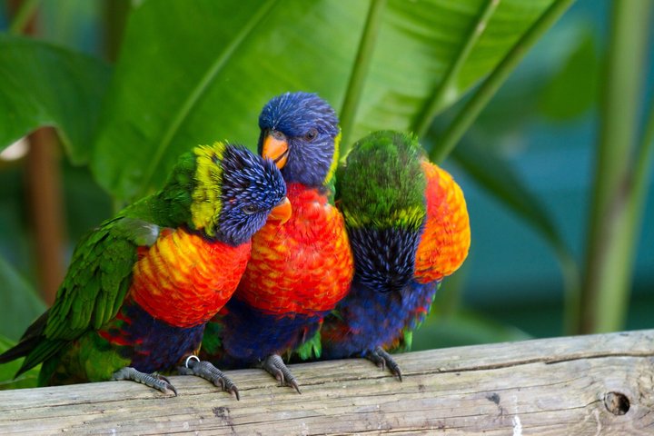 Drei bunte Papageien auf Guadeloupe