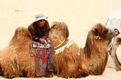 Ein Kamel Treiber mit seinem Tier in der Mongolei
