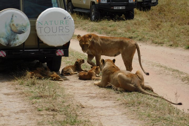 Löwen mit Babies vor einem Fahrzeug mit Nature Tours Logo