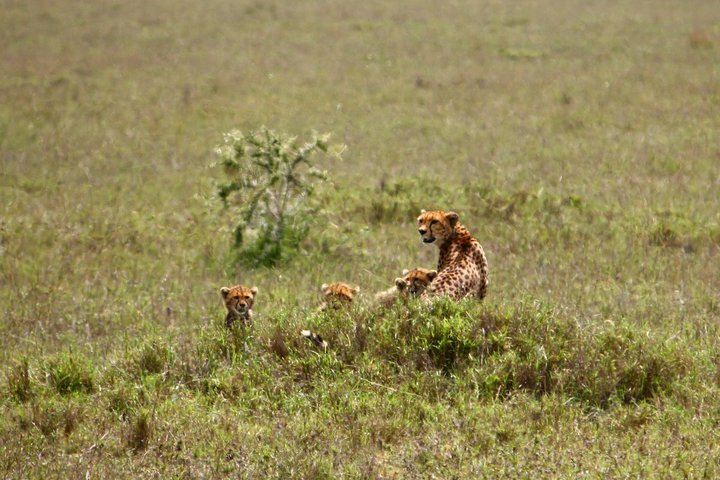 Gepardenfamilie in der Serengeti in Tansania