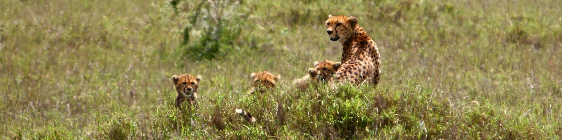 Gepardenfamilie in der Serengeti in Tansania